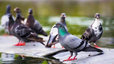 3 birds that produce milk to feed their young