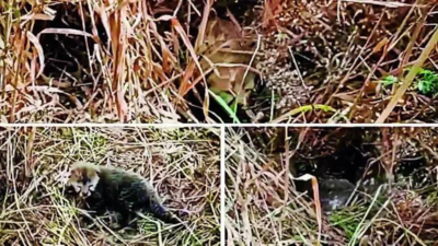 MP: 5 more cheetah cubs born at Kuno, tourism zooms | India News