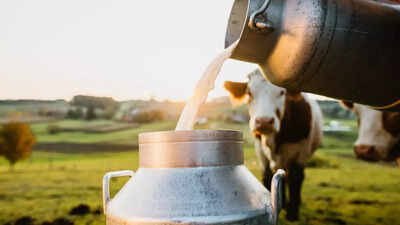 50 adulterated milk packets seized in Odisha: 5 milk alternatives rich in calcium