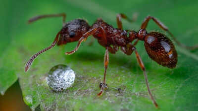 Scientists gave ants caffeine—what happened next would blow your mind