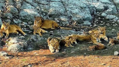 India’s lion population rises by a third | India News