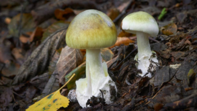 Most Deadly Mushroom: Nature’s silent assassin: The deadly mushroom at the heart of Australia’s most shocking murder trial |
