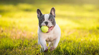 5 low-maintenance dog breeds for busy professionals |