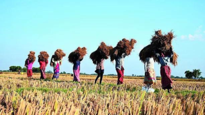 Kharif crop MSP raised; focus on pulses, oil seeds & coarse grains | India News