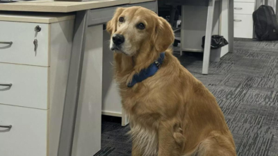 Hyderabad Chief Happiness Officer: ‘He doesn’t code, he just steals hearts’: Golden Retriever hired as ‘Chief Happiness Officer’ at Hyderabad startup, wins hearts online | Hyderabad News