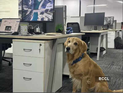 Heart-warming! Indian startup hires golden retriever as Chief Happiness Officer: 5 benefits of having pets at work