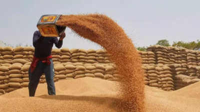 Govt wheat procurement so far this year 11% more than entire 2024 purchase | India News
