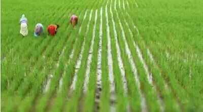 Less water, more rice: Why gene editing of rice may be a game changer | India News