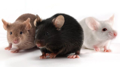 Anti-aging drug cocktail boosts mouse lifespan by 30 percent, offers hope for human longevity |