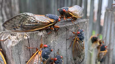 Seventeen years later, Brood XIV cicadas emerge in US |