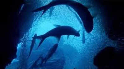 Deep ocean which is only 0.001% explored is facing various setbacks- know about the threats and solutions |