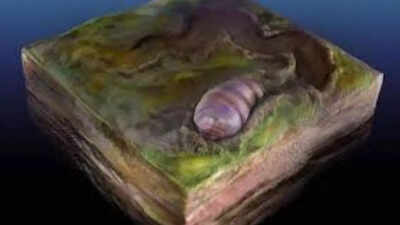 Ikaria Wariootia: The earliest known animal ancestor on the planet has been discovered from South Australia |