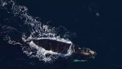 NASA satellites track plankton swarms from space to protect North Atlantic right whales |