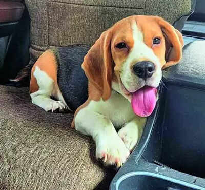 Pet Beagle wolfs down stapler pins, 100+ got out of tummy after surgery | India News