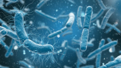 Scientists discover bacteria that ‘breathe’ electricity instead of oxygen |