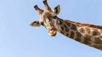 2,000 year-old Pompeii dig reveals giraffe bone and rare glassified human brain |
