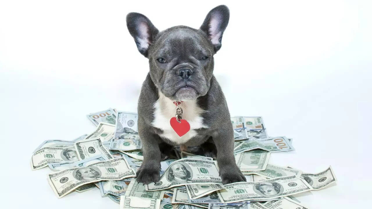 5 most expensive dogs in the world – And how much do they cost