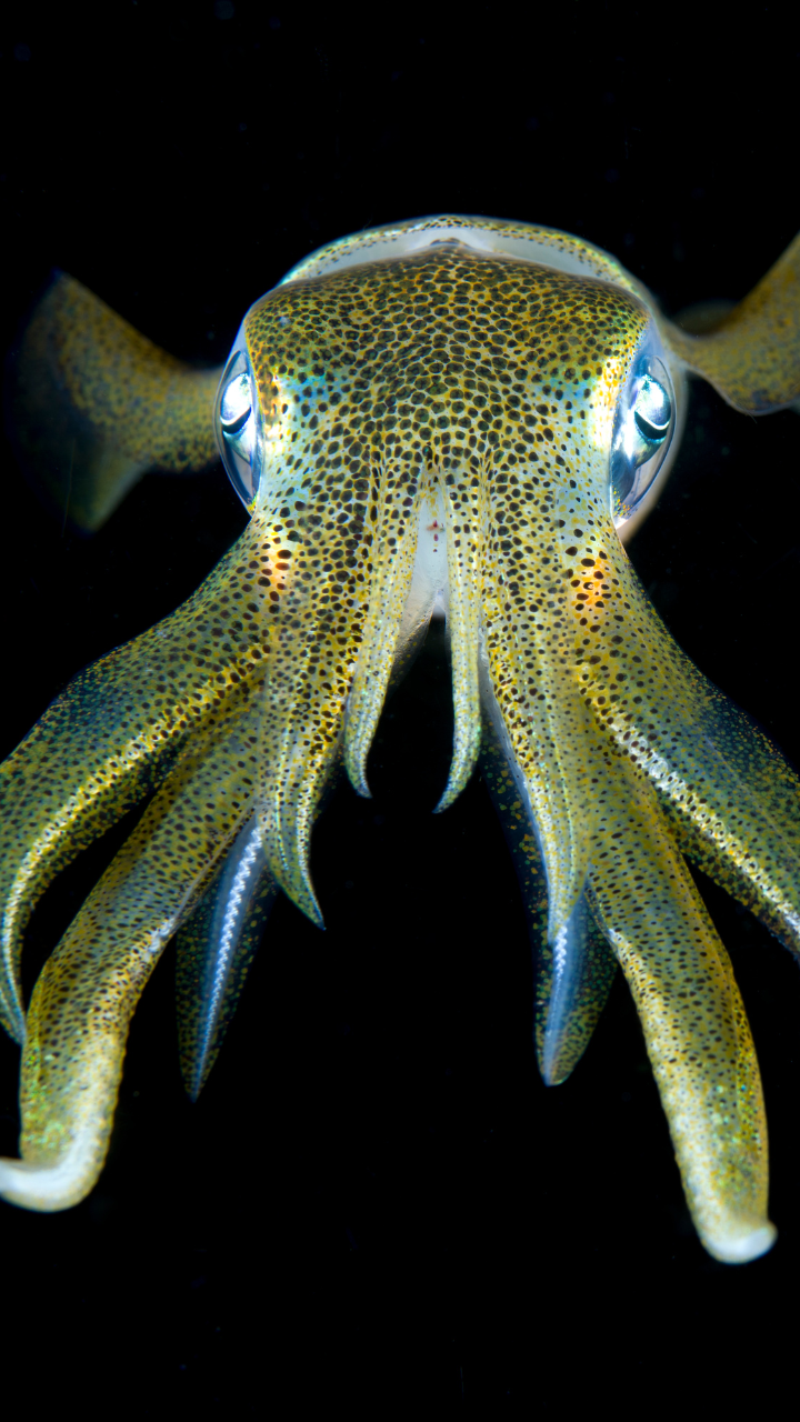 10 deep-sea animals that humans will rarely ever be able to see