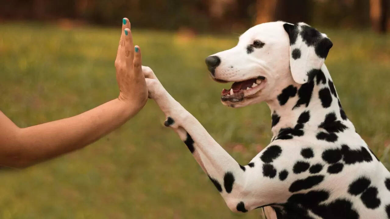 5 exotic pet dog breeds that are suitable for Indian climate