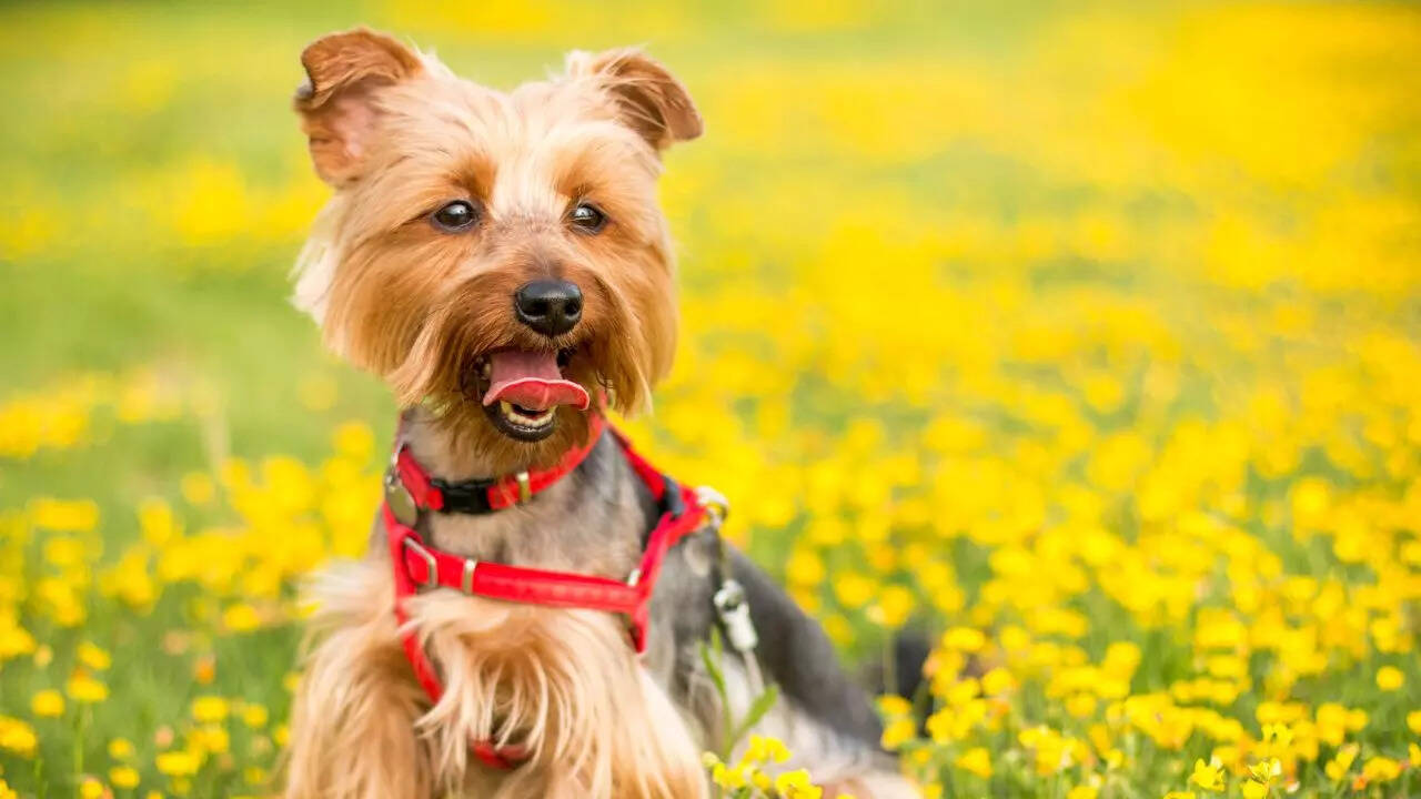 5 dog breeds that stay puppy size forever